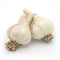 Top Quality Normal White Garlic Planting